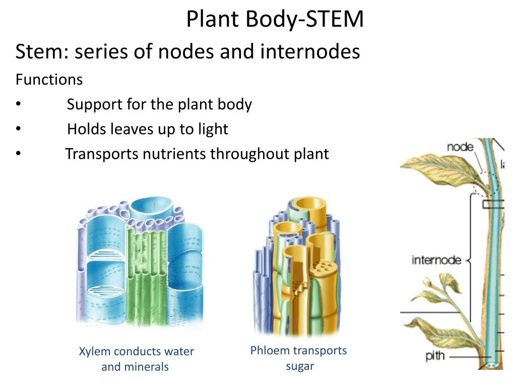 Plant body