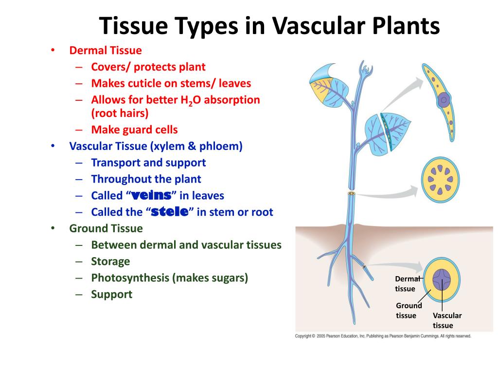 Plant tissues. Tissue of Plants Vascular. Vascular Tissue. Plant Tissue Types. Plant Tissue structure.