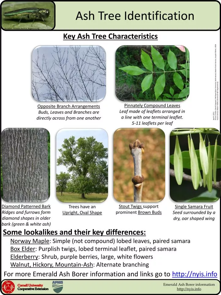 PPT Ash Tree Identification PowerPoint Presentation Free Download 