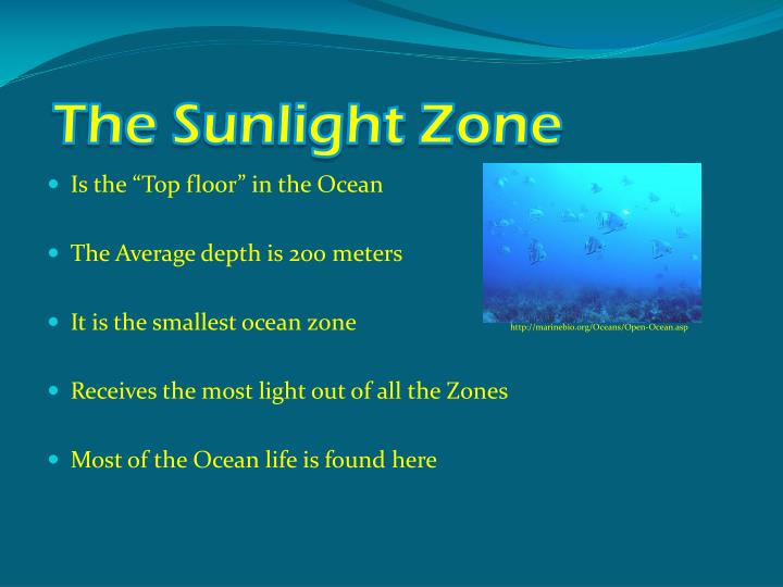 What Does The Sunlight Zone Look Like