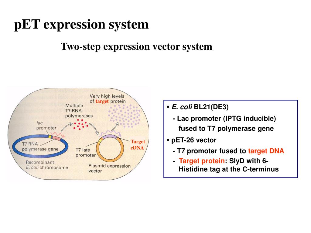 PPT Expression Vector Expression Of Cloned Genes Produces Large PPT Expression Vector Expression Of Cloned Genes Produces Large