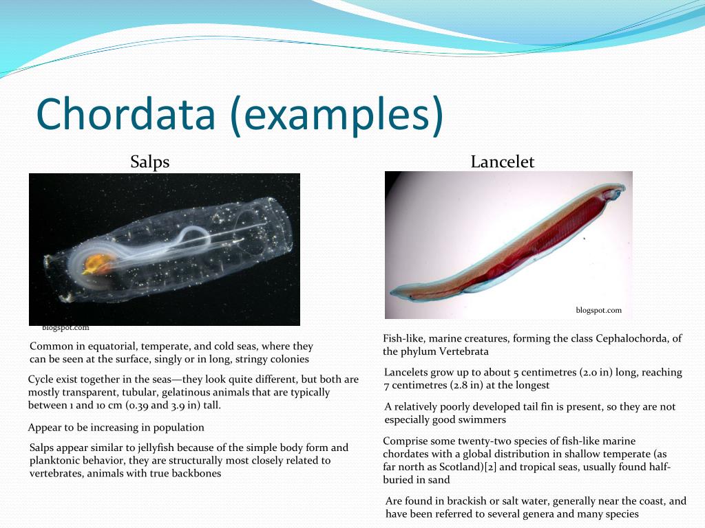 PPT Ocean Invertebrates  Ocean Vertebrates PowerPoint 