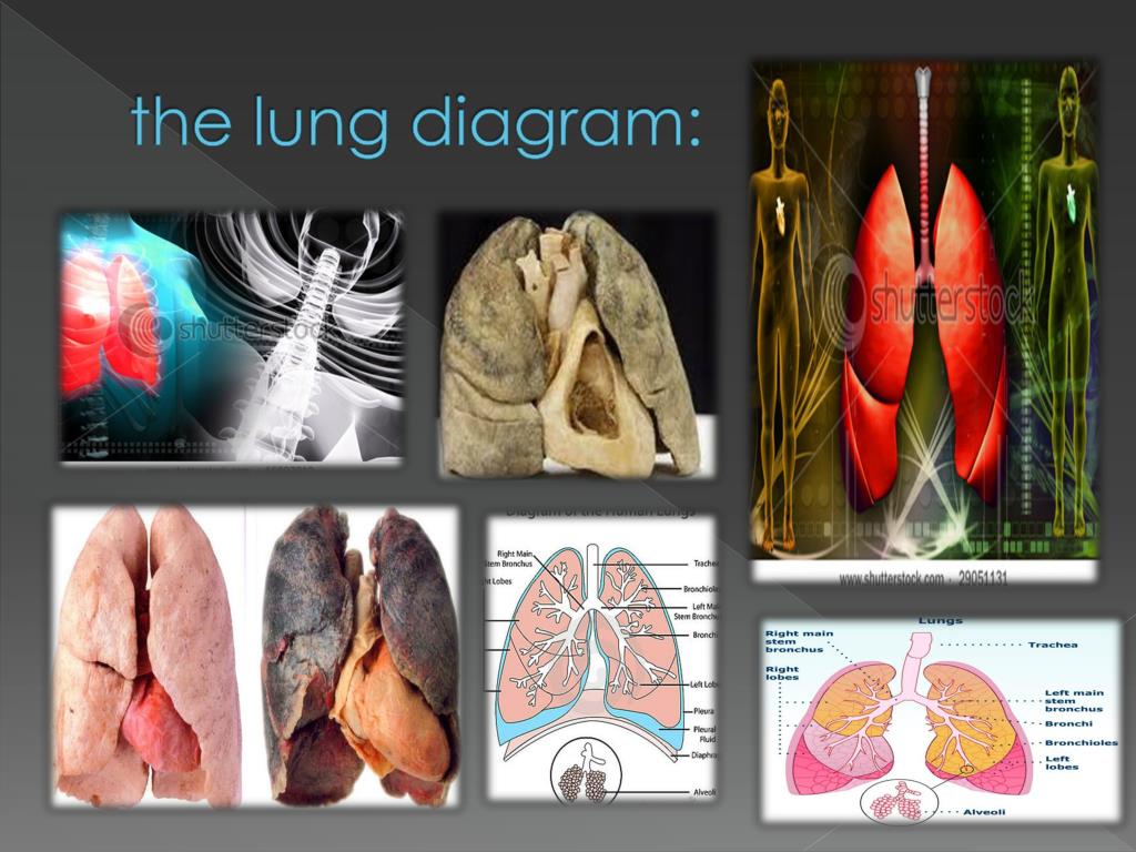presentation on the lungs