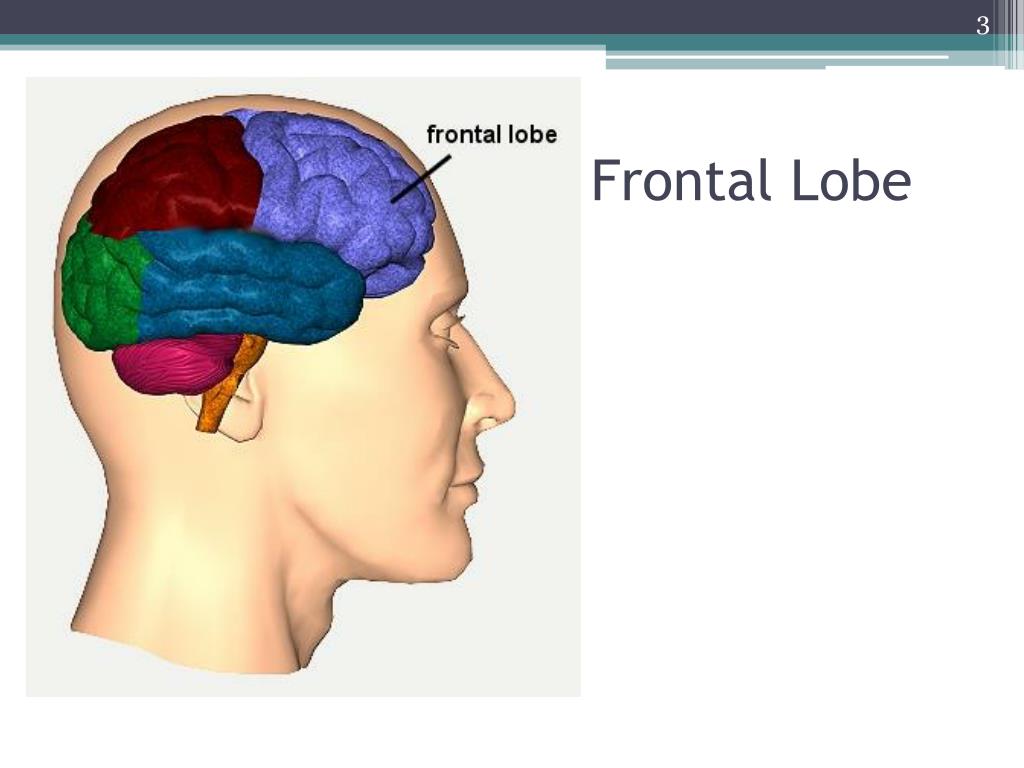 Brain injury. Frontal Lobe. High frontal Lobe.