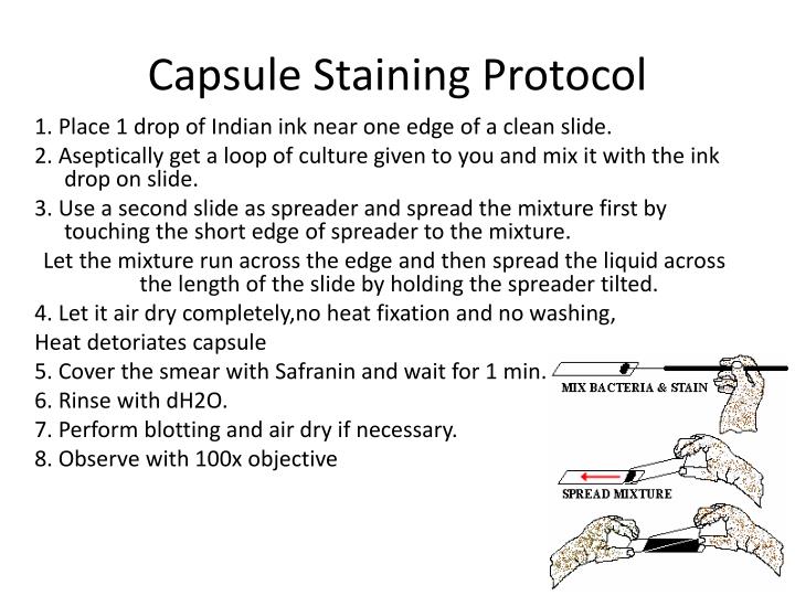 india ink staining protocol lungs