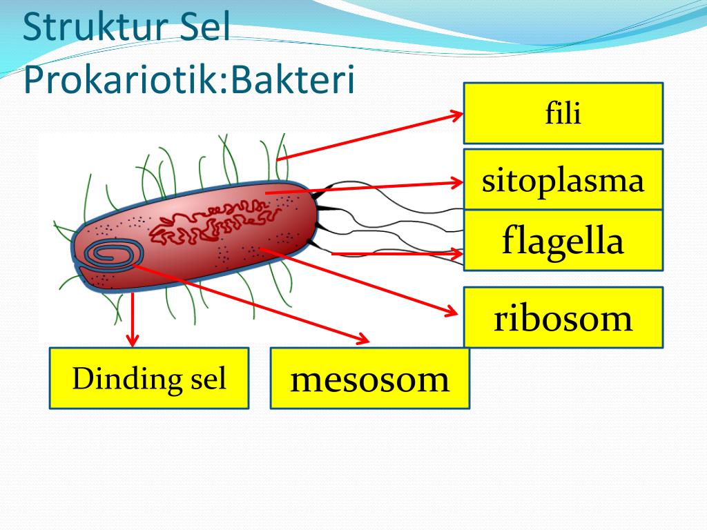 PPT - MIKROBIOLOGI PowerPoint Presentation, free download - ID:2378390