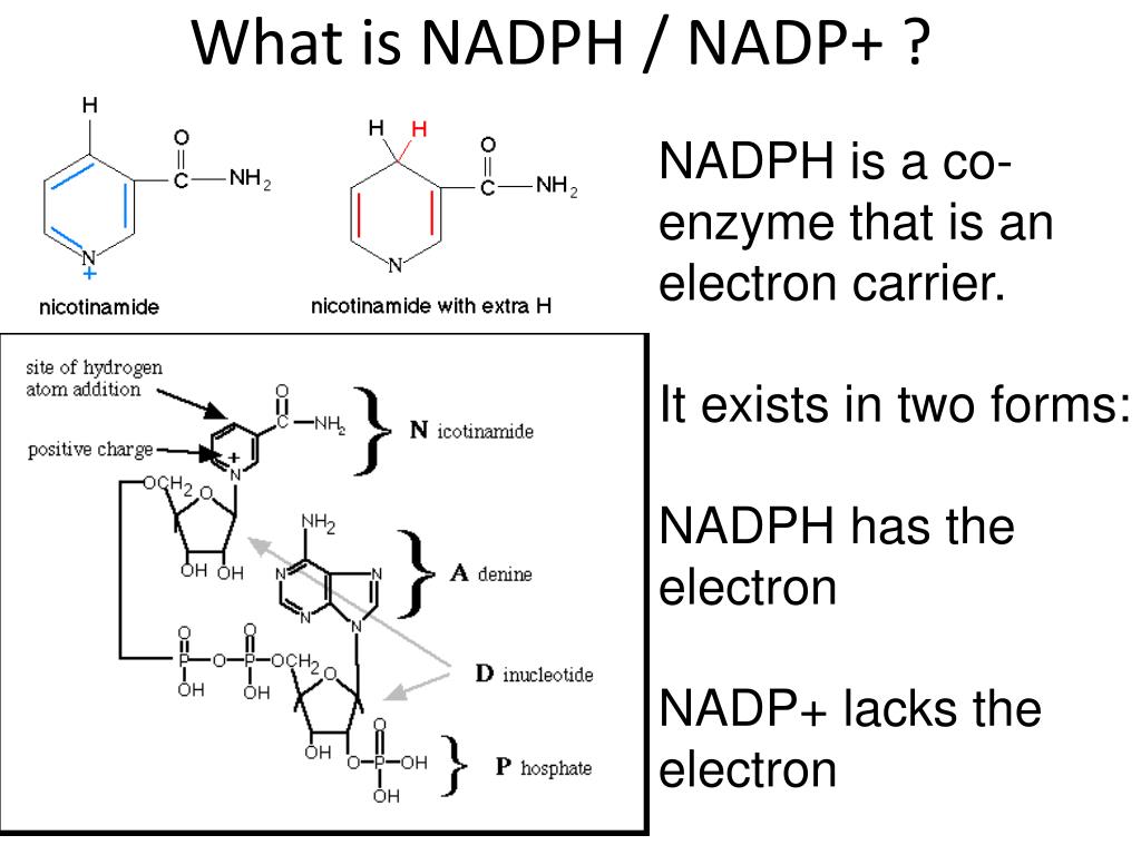 Синтез надф. NADPH биохимия. Строение NADP. NADP И NADPH. NADPH формула.