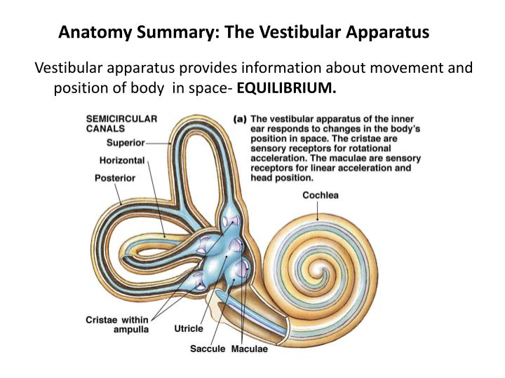 Vestibular System PowerPoint Presentation Biology Diagrams