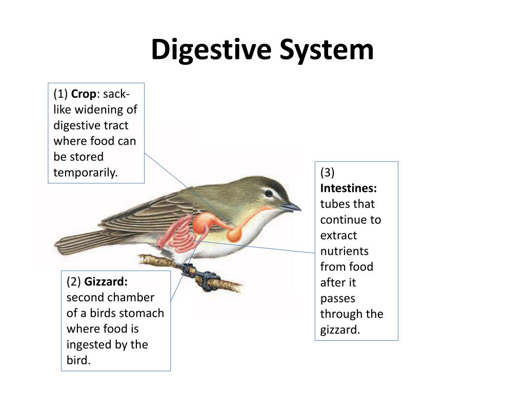 PPT - All About Aves: Birds PowerPoint Presentation, free download - ID
