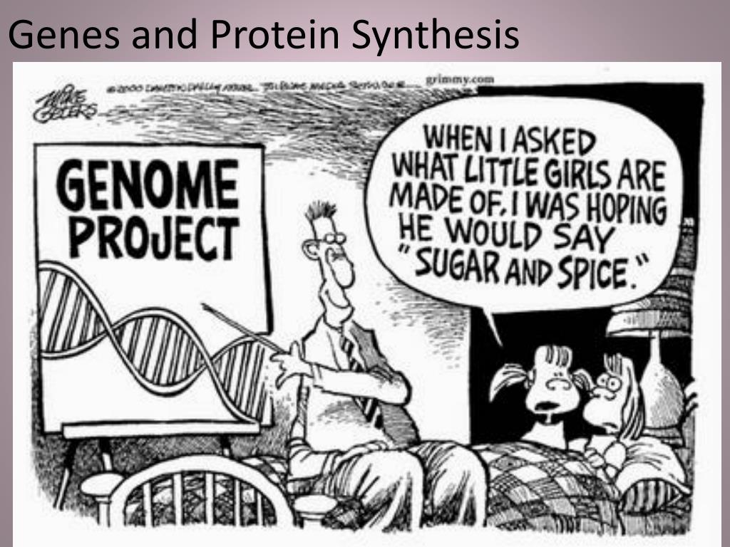 protein synthesis cartoon strip