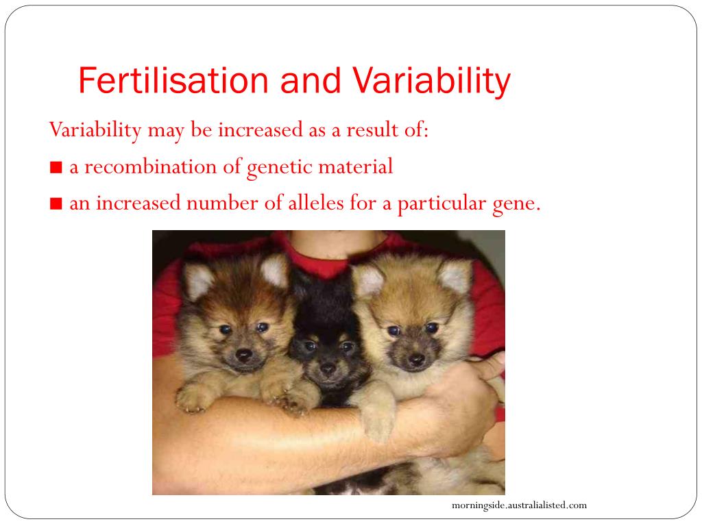 PPT - Blueprint of Life Topic 11: Chromosomes, Meiosis and Gamete ...