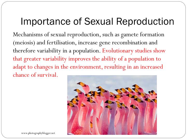 PPT - Blueprint Of Life Topic 11: Chromosomes, Meiosis And Gamete ...