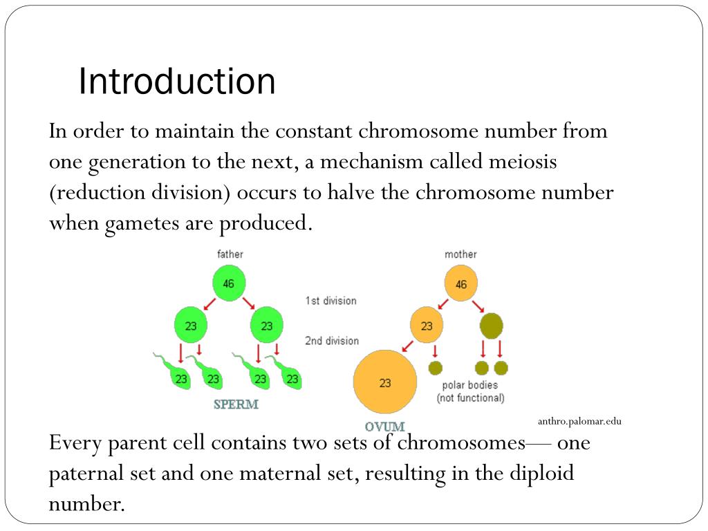 PPT - Blueprint of Life Topic 11: Chromosomes, Meiosis and Gamete ...