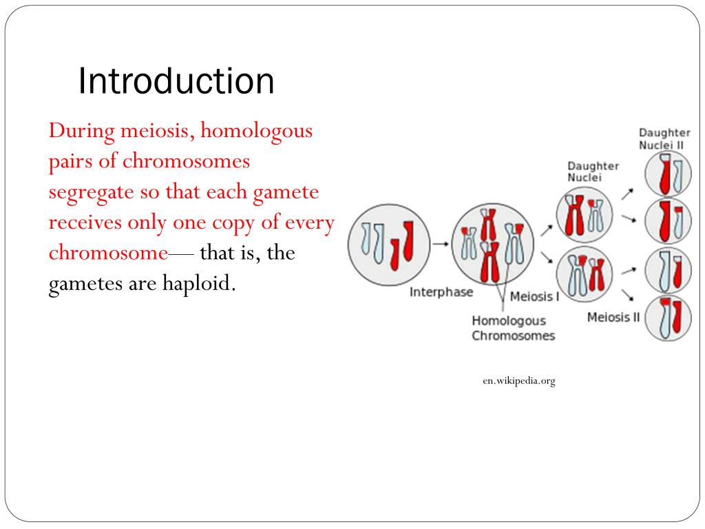 PPT - Blueprint of Life Topic 11: Chromosomes, Meiosis and Gamete ...