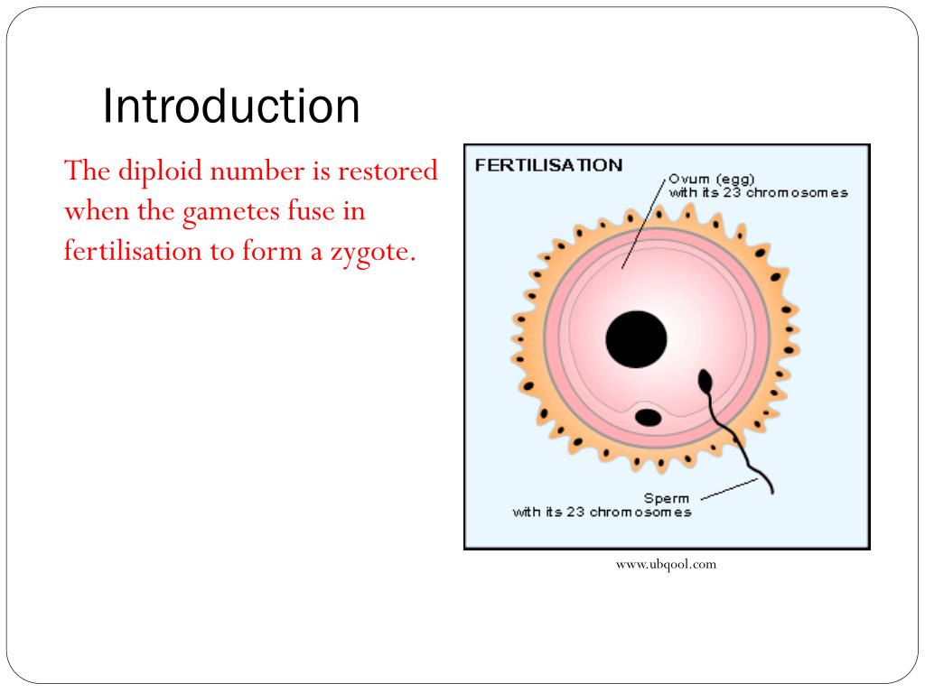 PPT - Blueprint of Life Topic 11: Chromosomes, Meiosis and Gamete ...