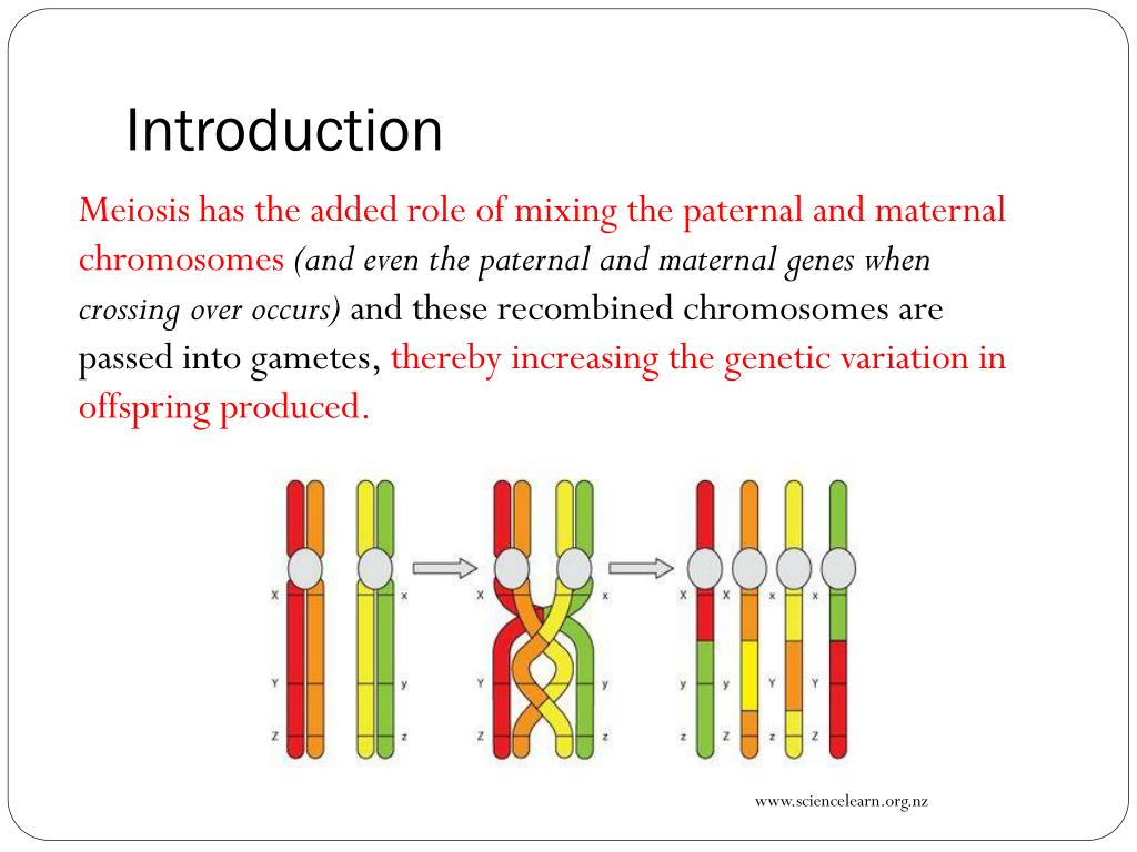 PPT - Blueprint of Life Topic 11: Chromosomes, Meiosis and Gamete ...