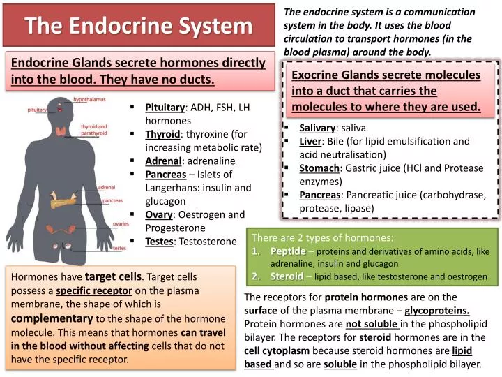 PPT - The Endocrine System PowerPoint Presentation - ID:2380874