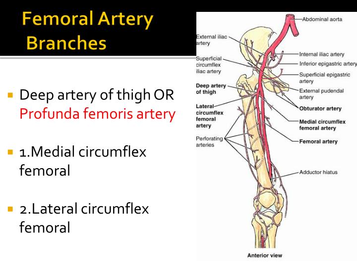 PPT - WINDSOR UNIVERSITY SCHOOL OF MEDICINE PowerPoint Presentation ...