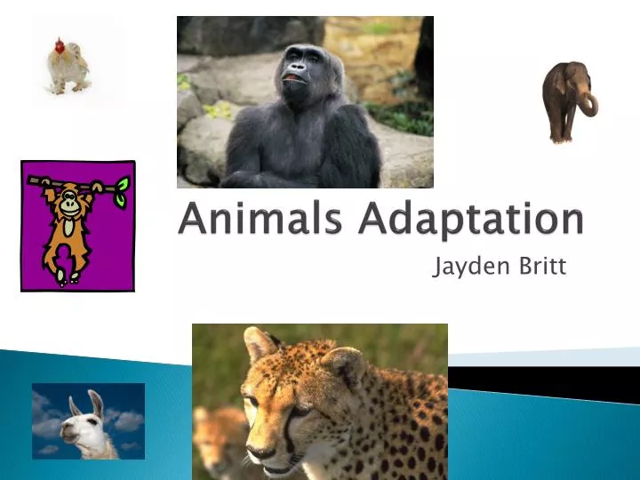 PPT - Animals Adaptation PowerPoint Presentation, free download - ID:2381368 PPT - Animals Adaptation PowerPoint Presentation, free download - ID:2381368