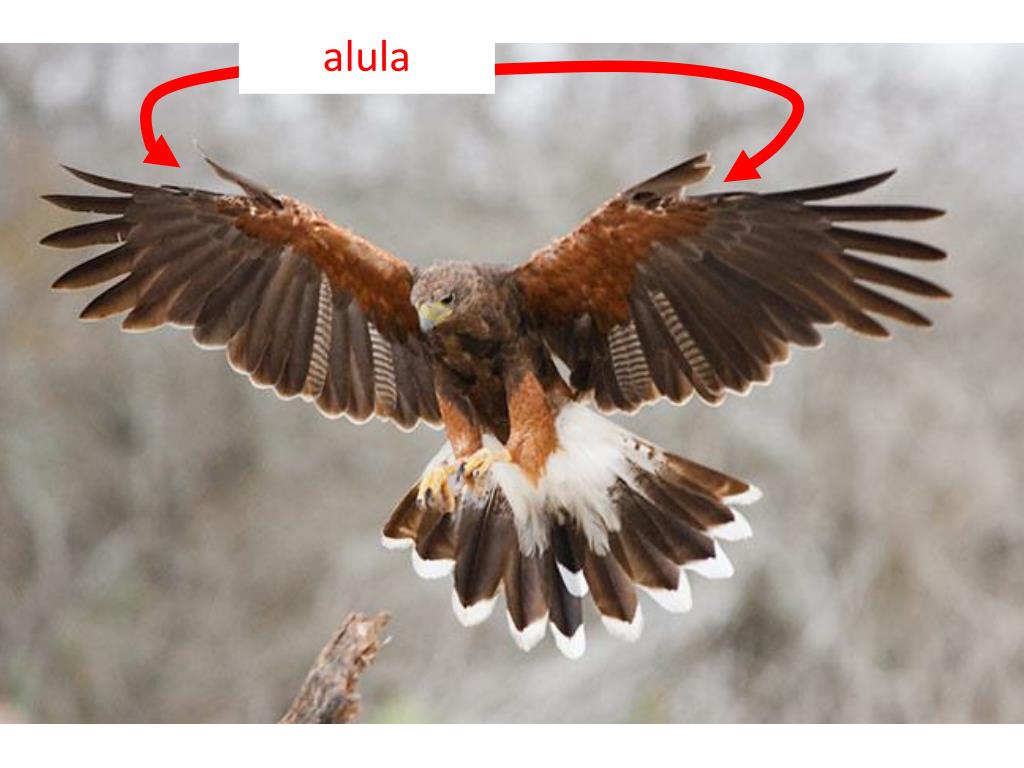 bird wing alula bird wing alula