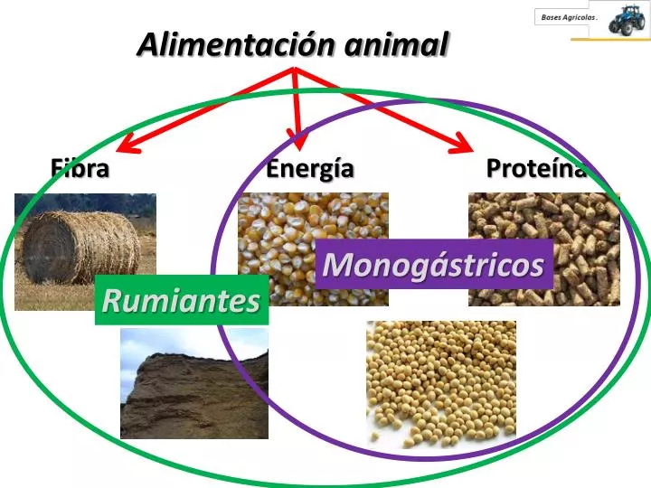 PPT - Alimentación animal PowerPoint Presentation, free download -  ID:2381483