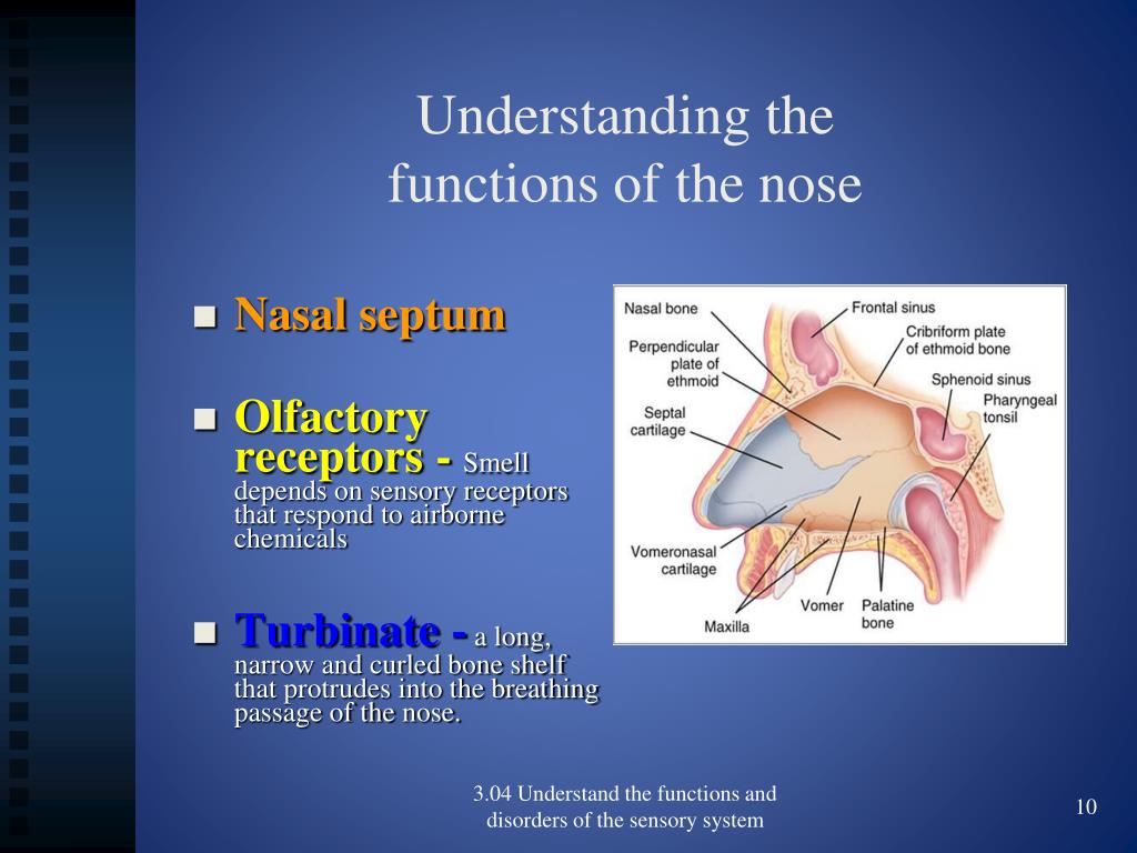 Nose Parts And Functions