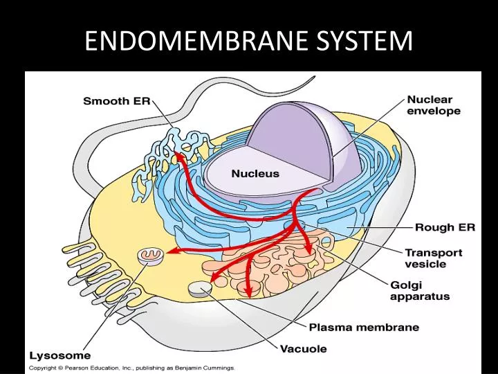 endomembrane system n.