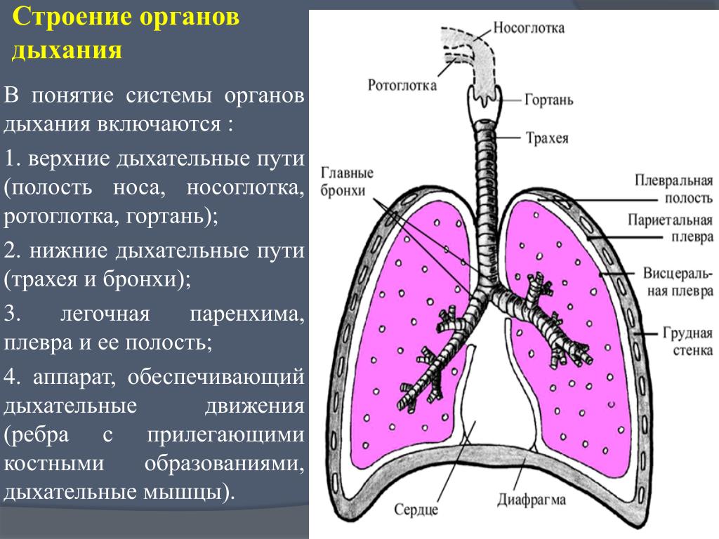 Дыхательная система особенности и функции. Дыхательная система строение легких. Строение и функции дыхательной. Строение дыхательной системы легкого. Схема строения дыхательной системы.