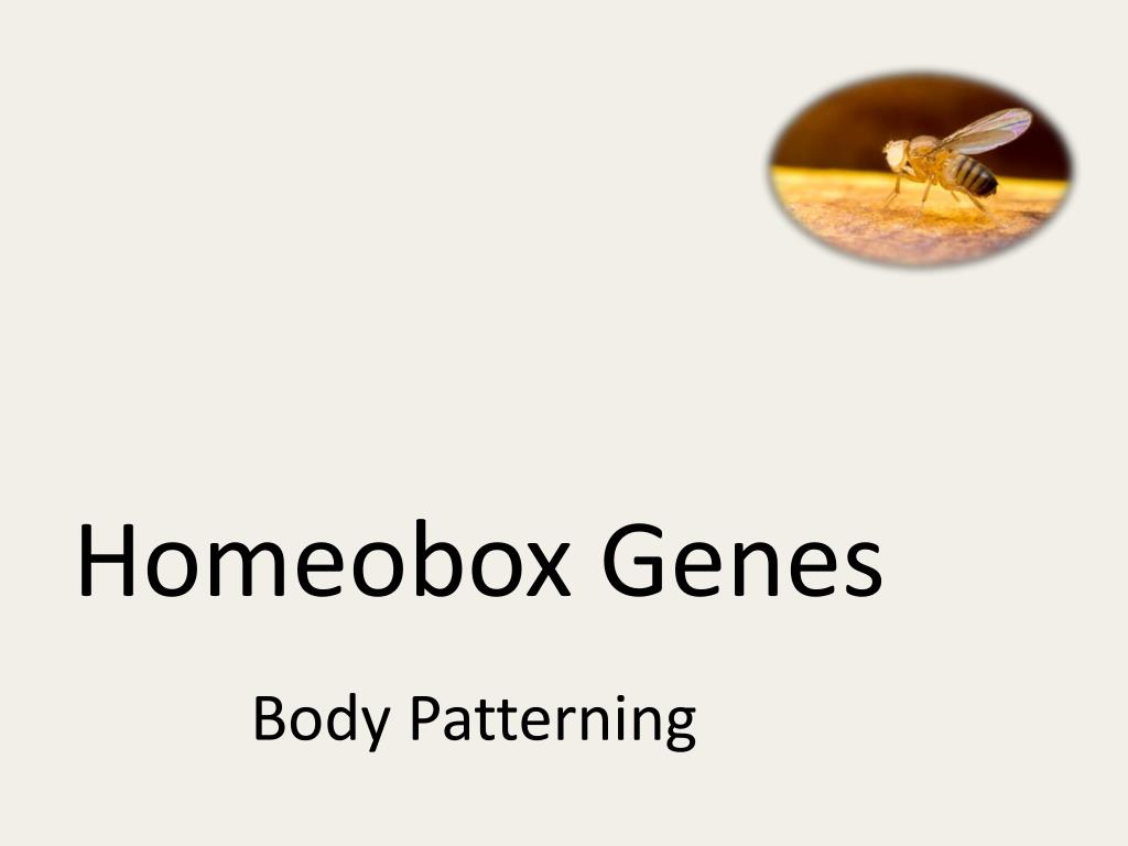 PPT - Homeobox Genes PowerPoint Presentation, free download - ID:2382057 PPT - Homeobox Genes PowerPoint Presentation, free download - ID:2382057