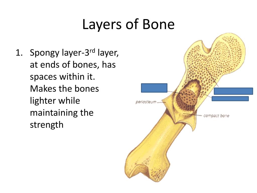 Bone weights. What are the two layers of Bones?. Packet Bone Bone Light. Have a Bone. The thumb has … Bones перевод.