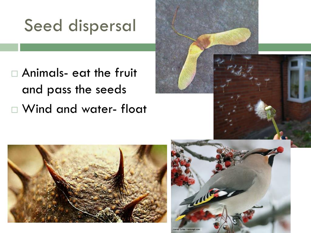 PPT - Plant Diversity PowerPoint Presentation, Free Download - ID:2386108