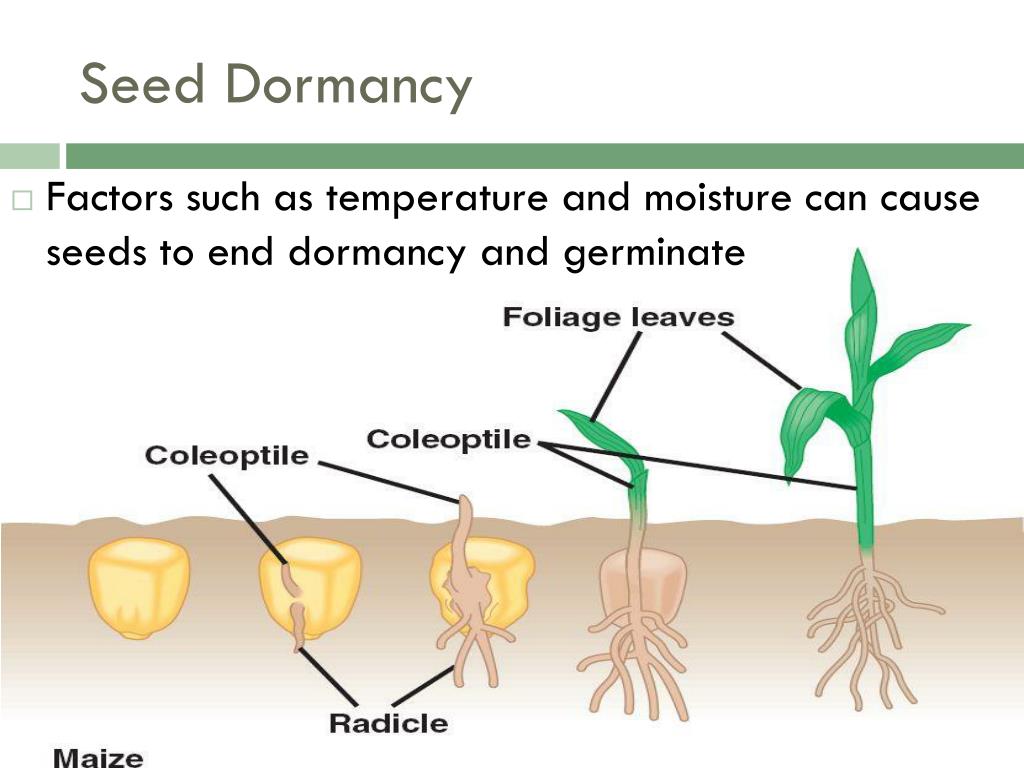 PPT Plant Diversity PowerPoint Presentation Free Download ID 2386108