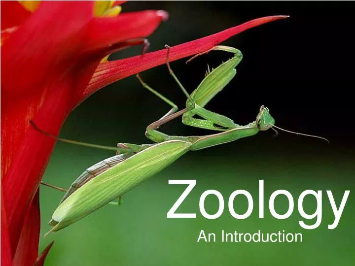 zoology paper presentation topics