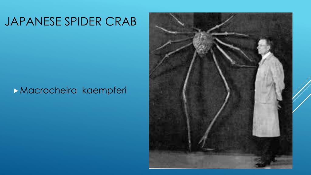 Ppt Japanese Spider Crab Powerpoint Presentation Free Download Id