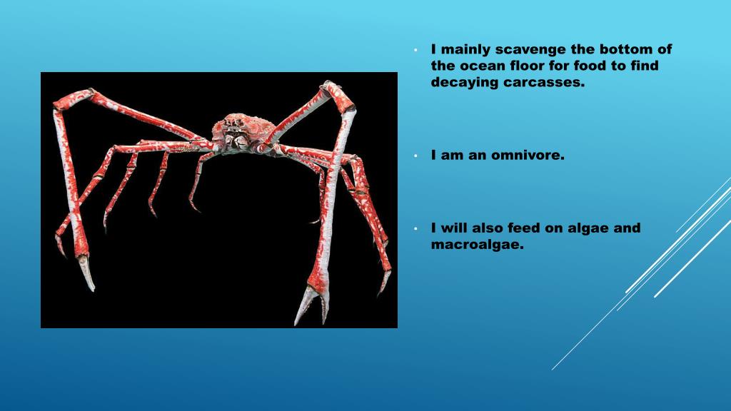 Ppt Japanese Spider Crab Powerpoint Presentation Free Download Id