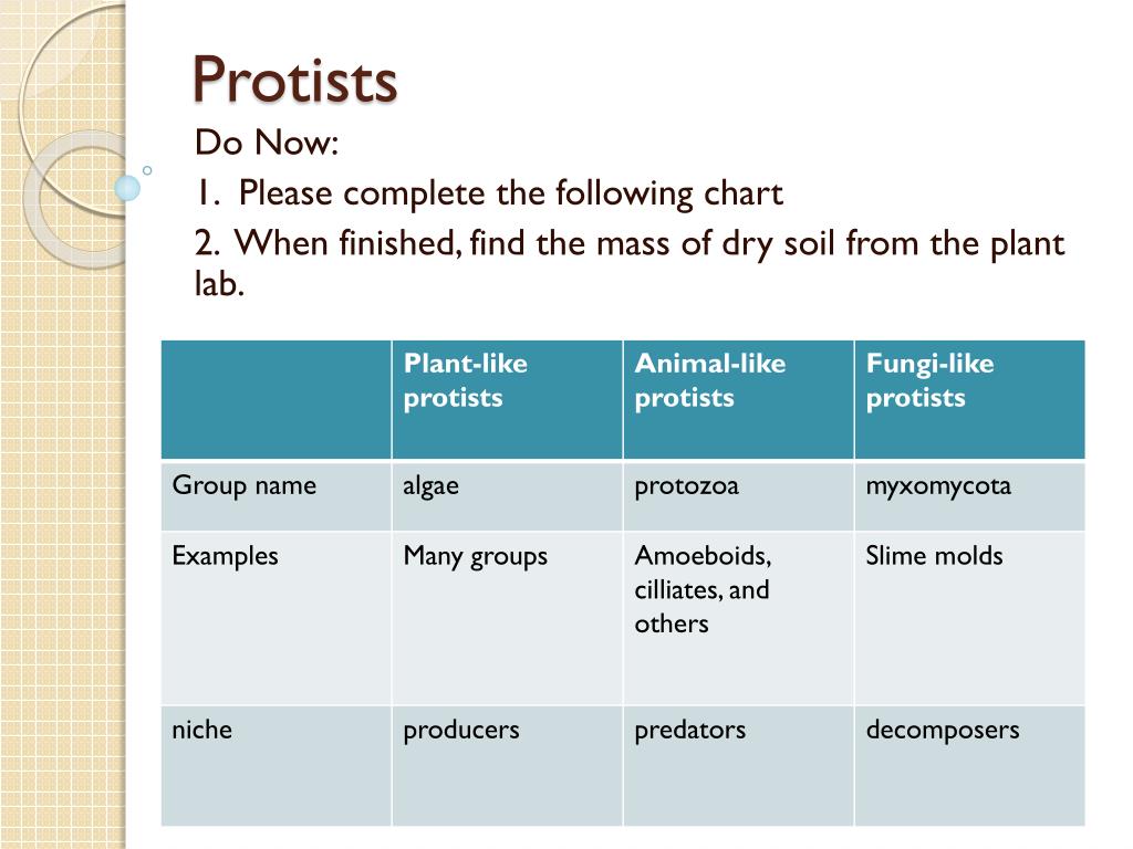 Protist Classification Chart