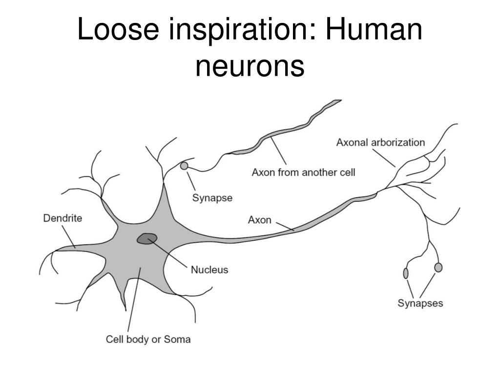 Строение нейрона рисунок
