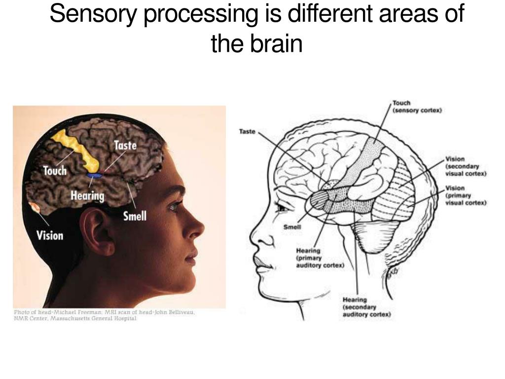 Brain processing. Sensory-processing. Brain sensors. Sensory processing sensitivity.