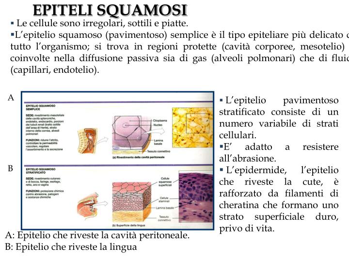 Che Cosa Sono Le Cellule Epiteliali Pavimentose O Squamose