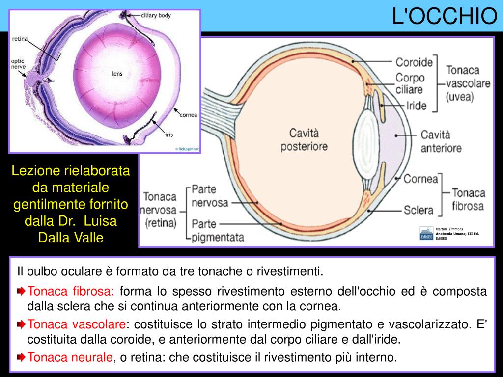 PPT - Il bulbo oculare è formato da tre tonache o rivestimenti. PowerPoint  Presentation - ID:2390064