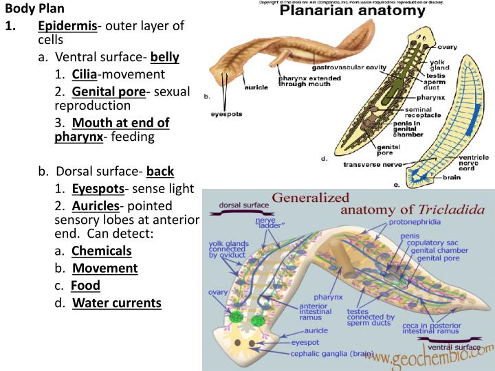 PPT - PHYLUM PLATYHELMINTHES FLATWORMS PowerPoint Presentation - ID:2390221