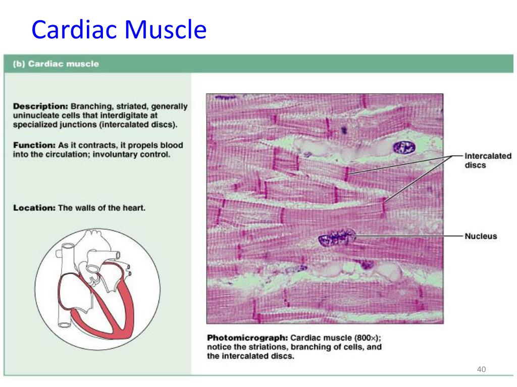 presentation on cardiac muscle