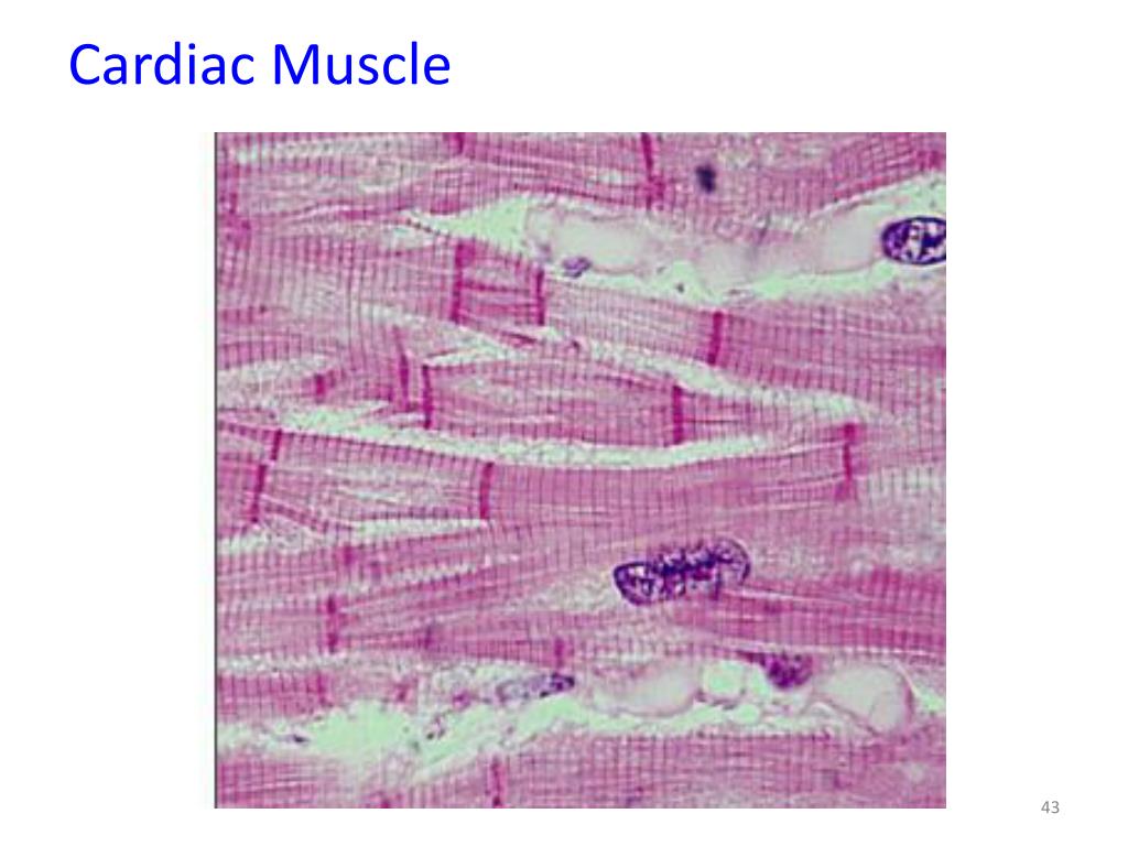 PPT - Muscle Tissue PowerPoint Presentation, free download - ID:2390255