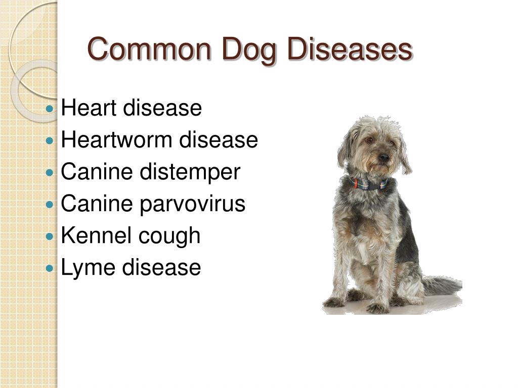PPT - Common Diseases of Small Animals PowerPoint Presentation, free