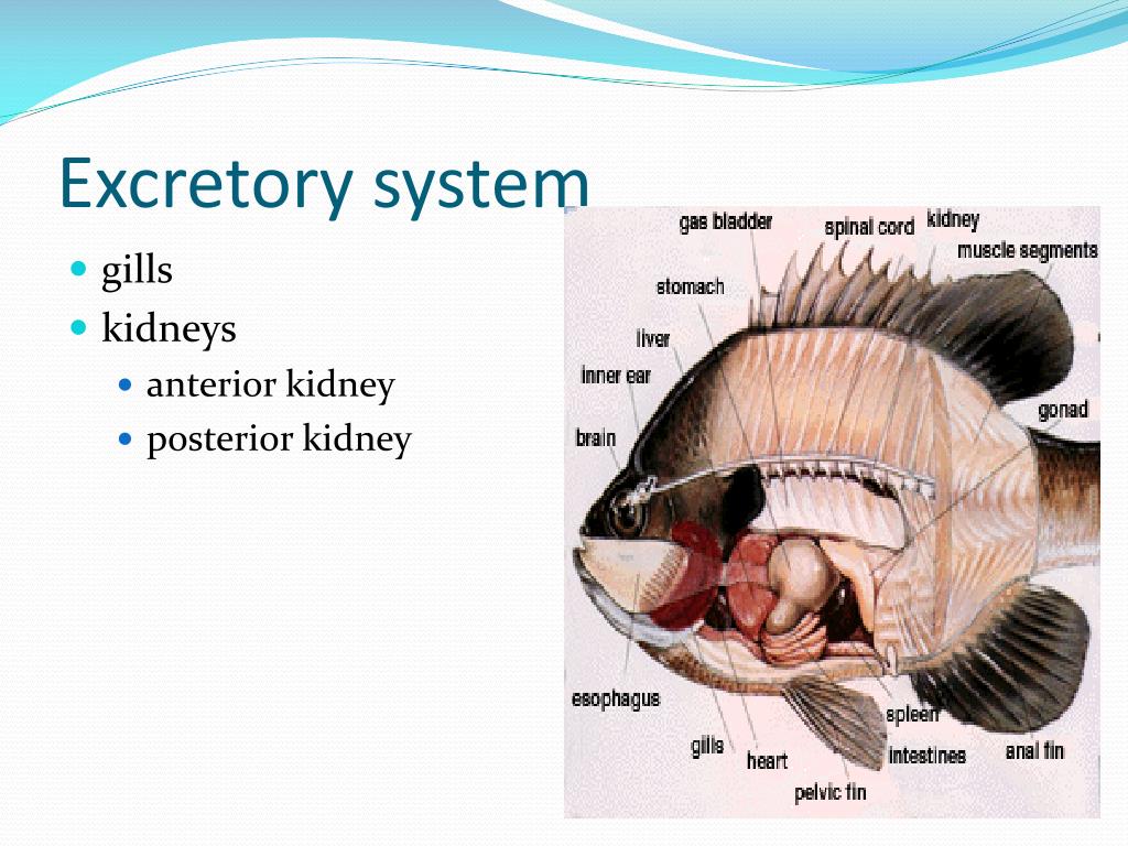 PPT - Fish Medicine PowerPoint Presentation, free download - ID:2391014