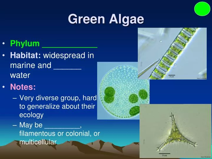 PPT Green Algae PowerPoint Presentation Free Download ID 2391377