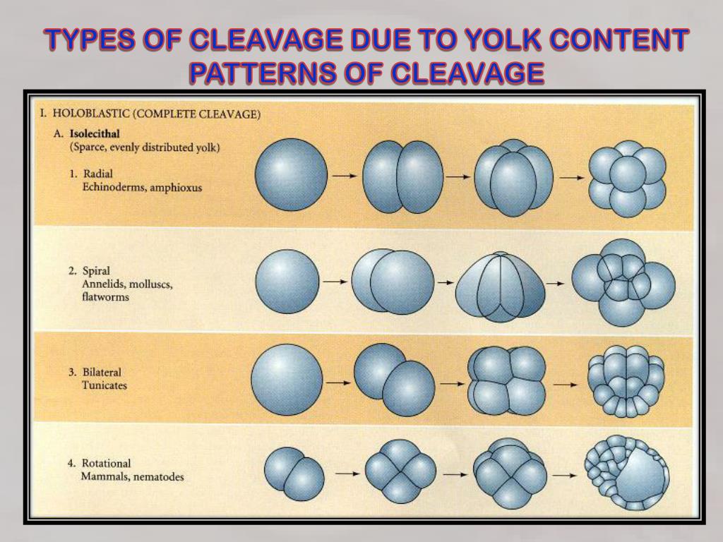 PPT CRANIATE EMBRYOGENESIS PowerPoint Presentation, free download