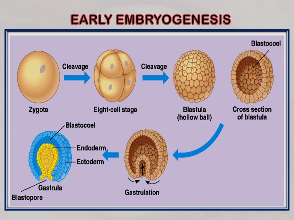 Ppt Craniate Embryogenesis Powerpoint Presentation Free Download Id2391783 3504
