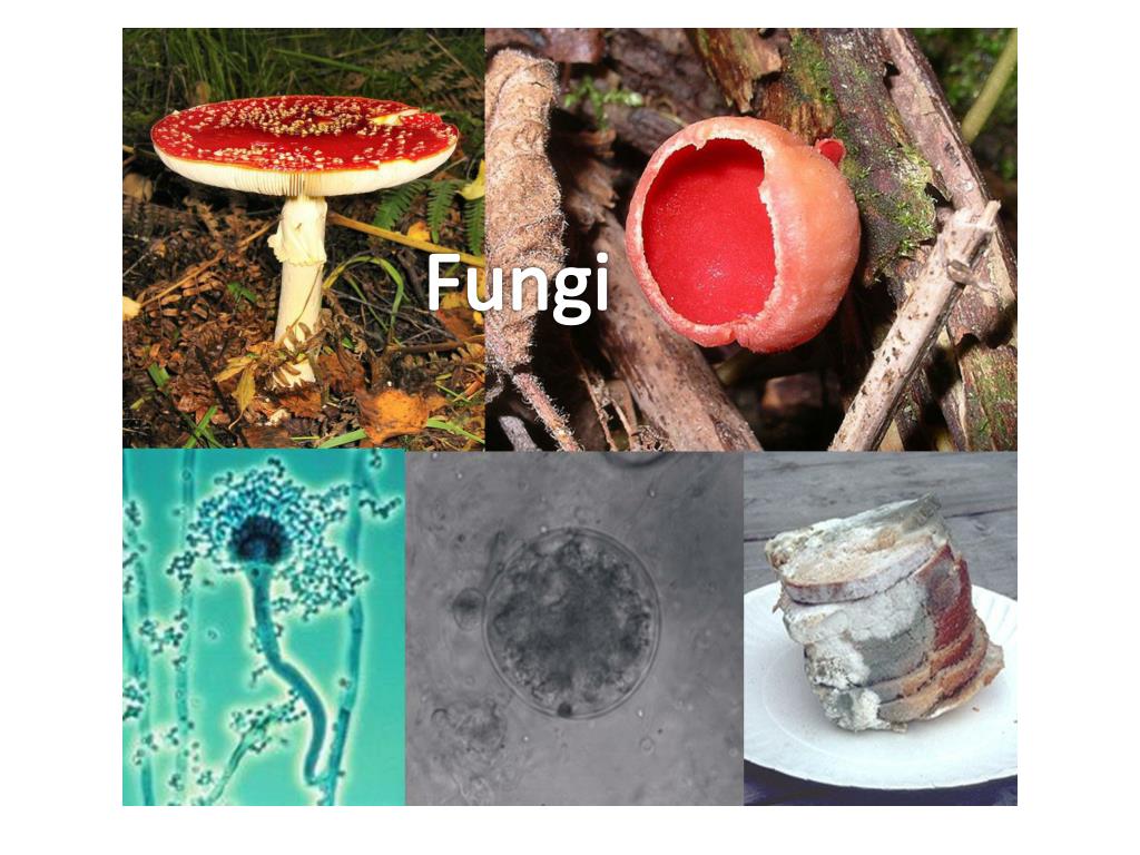 PPT Fungi PowerPoint Presentation Free Download ID 2391829