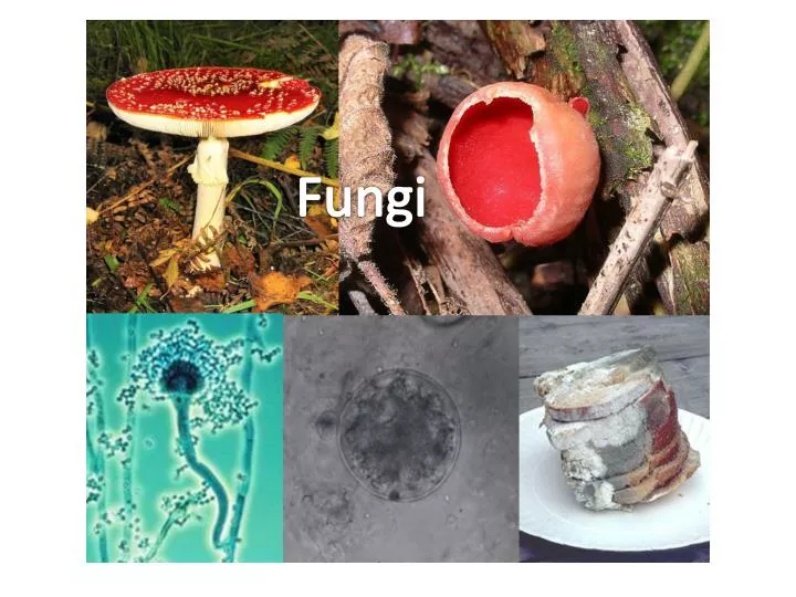 Ppt Fungi Powerpoint Presentation Free Download Id2391829